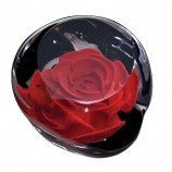 Caithness Glass - RHS Red Rose - Limited Edition of 150Limited Edition Paperweight
